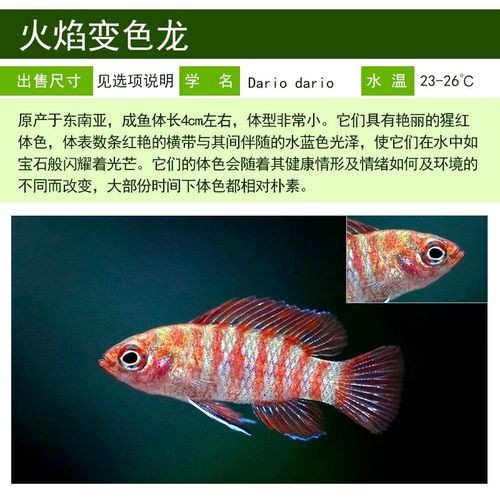 龍魚跟什么魚混養(yǎng)合適圖片