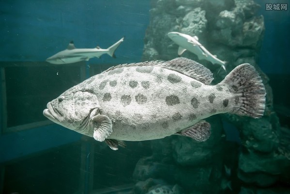 龍躉魚大概賣多少一斤