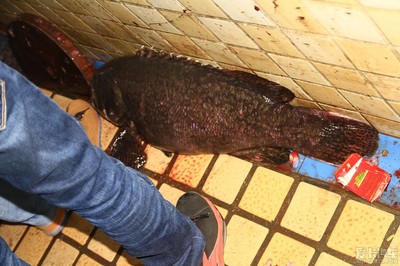龍躉魚大概賣多少一斤