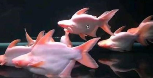 白子球鯊魚幼體與成體區別，