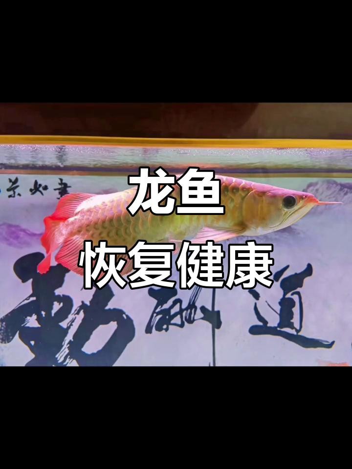 龍魚弓背手術(shù)后多久能恢復(fù)？ 龍魚弓背手術(shù)后多久能恢復(fù)？ 龍魚百科 第3張