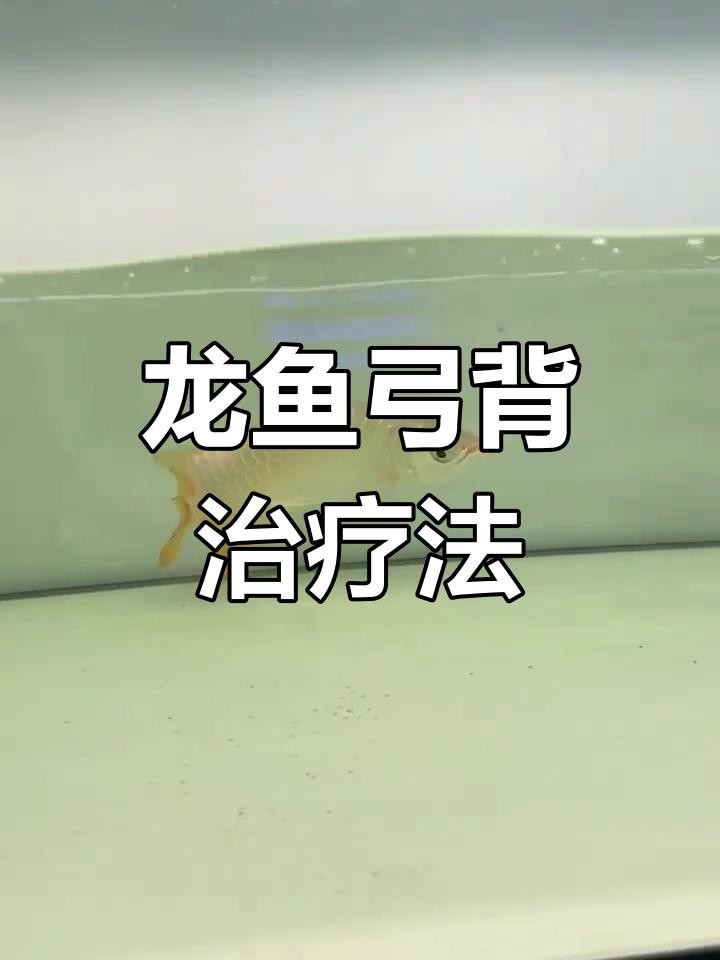 龍魚弓背手術(shù)后多久能恢復(fù)？ 龍魚弓背手術(shù)后多久能恢復(fù)？ 龍魚百科 第4張