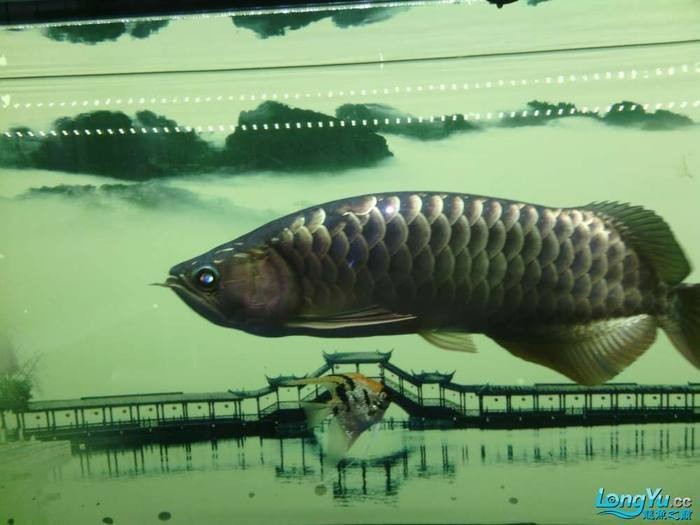 龍魚弓背手術(shù)后多久能恢復(fù)？ 龍魚弓背手術(shù)后多久能恢復(fù)？ 龍魚百科 第9張