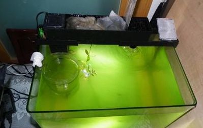 魚缸水發渾發白怎么處理