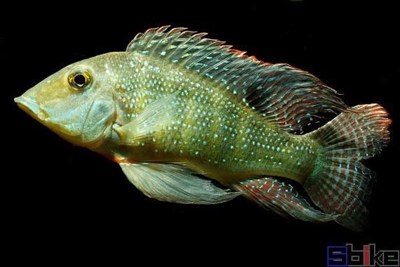 藍(lán)唇寶石魚圖片