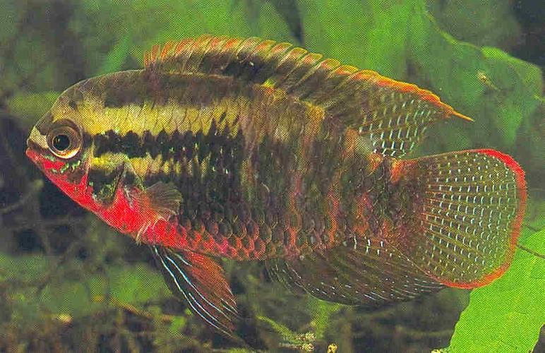藍(lán)唇寶石魚圖片