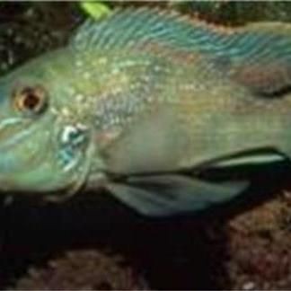 藍(lán)唇寶石魚圖片