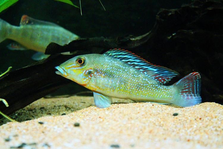 藍(lán)唇寶石魚圖片