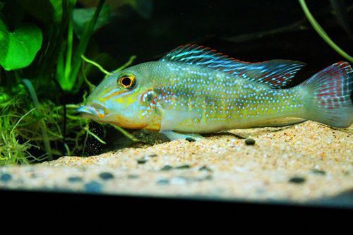 藍(lán)唇寶石魚圖片