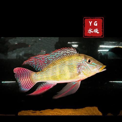 藍(lán)唇寶石魚圖片