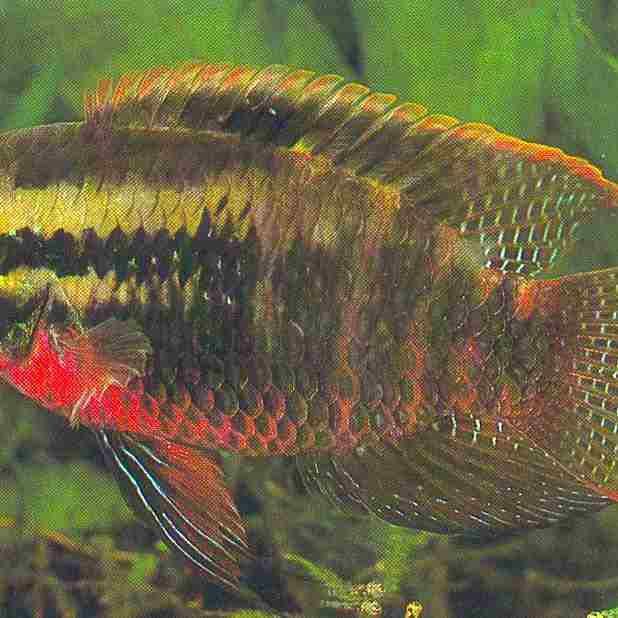 藍(lán)唇寶石魚圖片