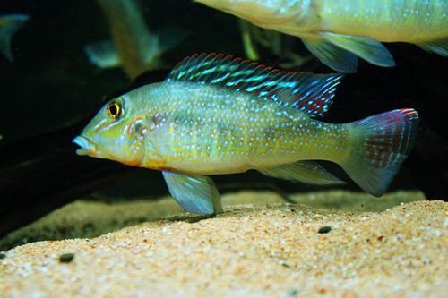 藍(lán)唇寶石魚圖片