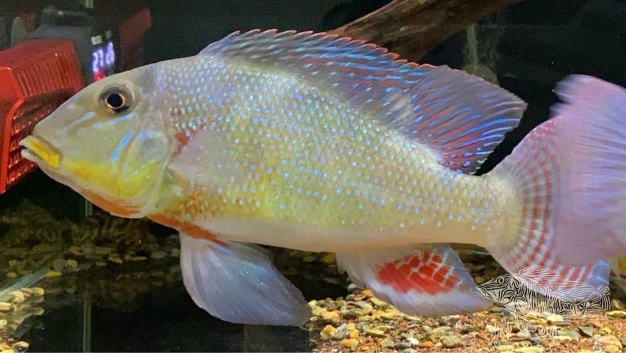 藍(lán)唇寶石魚圖片