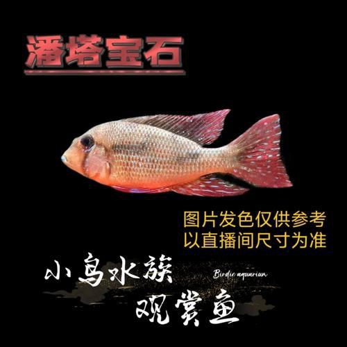 藍(lán)唇寶石魚圖片