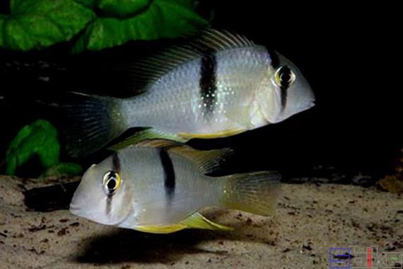 藍(lán)唇寶石魚圖片