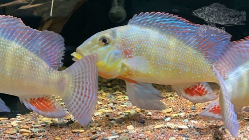 藍(lán)唇寶石魚圖片