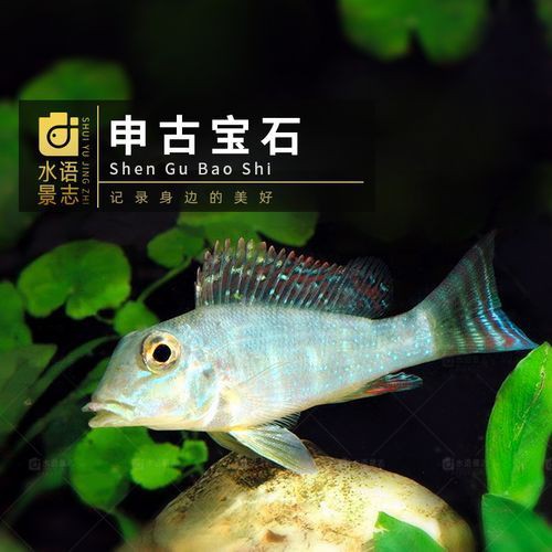 藍(lán)唇寶石魚圖片