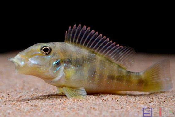 藍(lán)唇寶石魚圖片