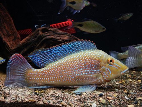 藍(lán)唇寶石魚圖片