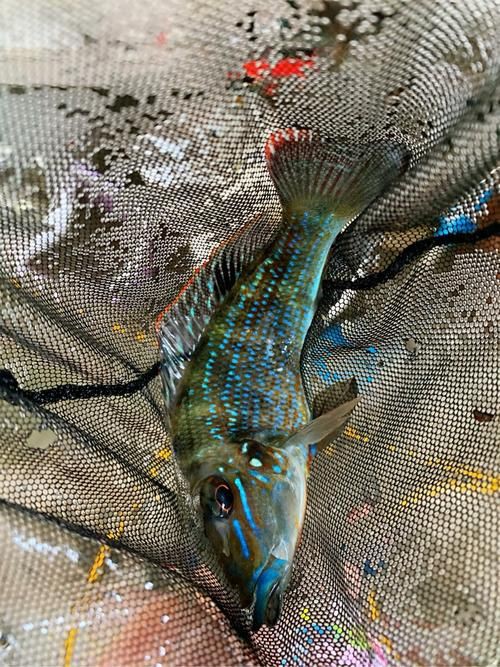 藍(lán)唇寶石魚圖片