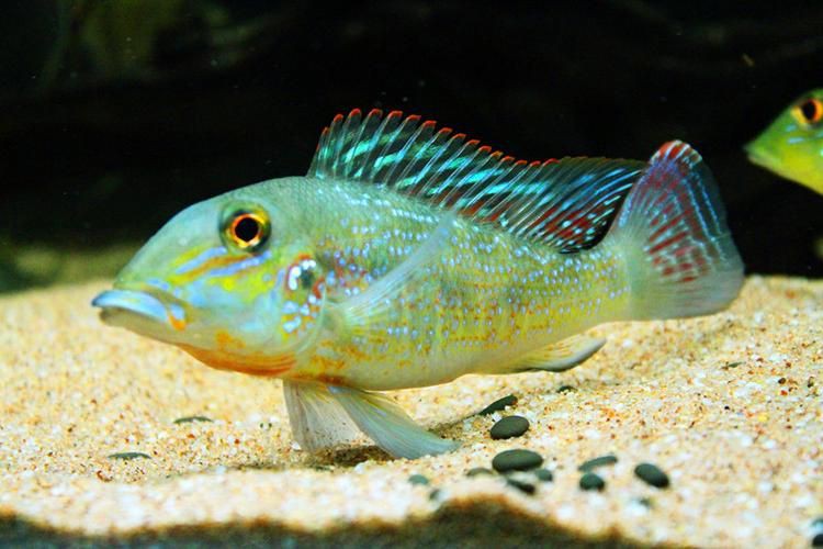 藍(lán)唇寶石魚圖片