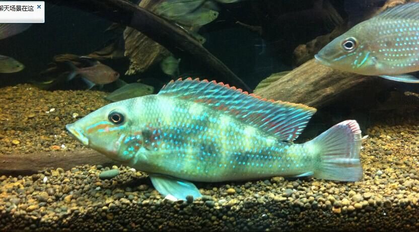 藍(lán)唇寶石魚圖片