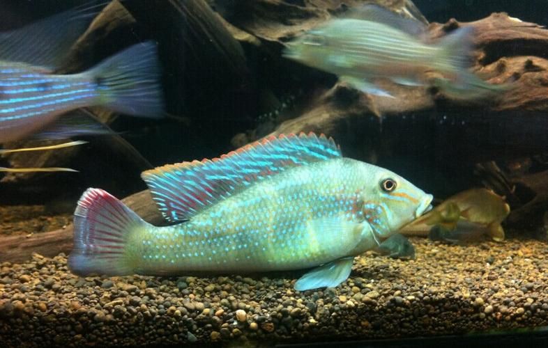 藍(lán)唇寶石魚圖片