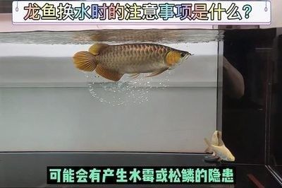 龍魚的食性：關(guān)于龍魚的食性問題 龍魚的食性：關(guān)于龍魚的食性問題 龍魚百科 第11張