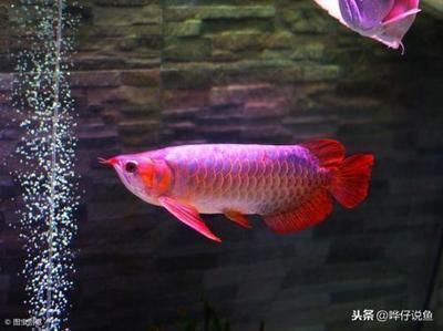 西寧紅龍魚（西寧紅龍魚養殖技術）