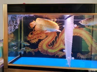 龍魚打仗怎么制止：如何制止龍魚打架 龍魚打仗怎么制止：如何制止龍魚打架 龍魚百科 第2張
