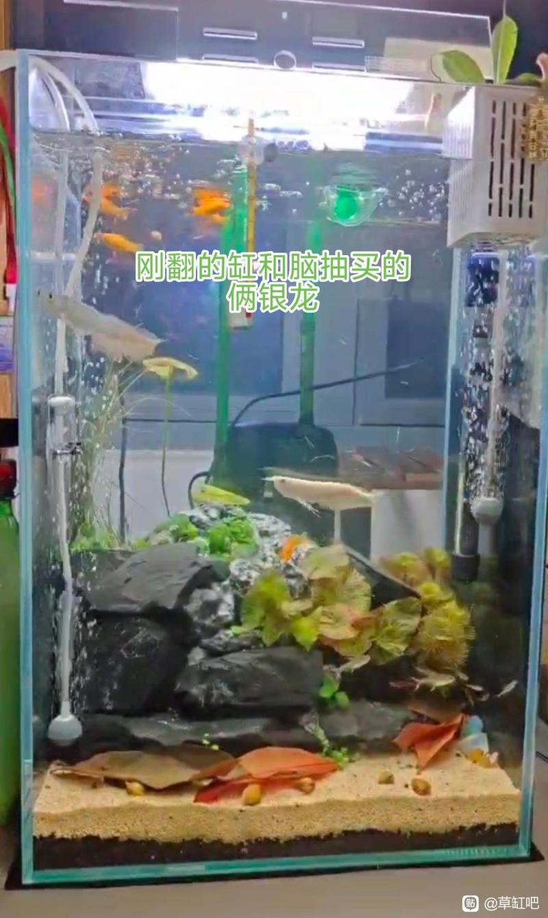 混養龍魚需要哪些設備