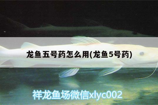 龍魚五號藥怎么用(龍魚5號藥)