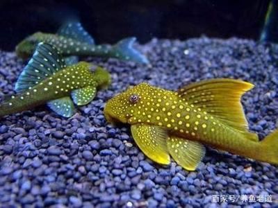 淡水魚(yú)缸加鹽的作用：淡水魚(yú)缸中加鹽的5個(gè)作用 淡水魚(yú)缸加鹽的作用：淡水魚(yú)缸中加鹽的5個(gè)作用 魚(yú)缸百科 第2張