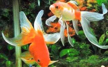 魚缸和金魚勵志故事：《金魚在魚缸里的堅持篇》如何培養孩子的堅持品質 魚缸和金魚勵志故事：《金魚在魚缸里的堅持篇》如何培養孩子的堅持品質 魚缸百科 第2張