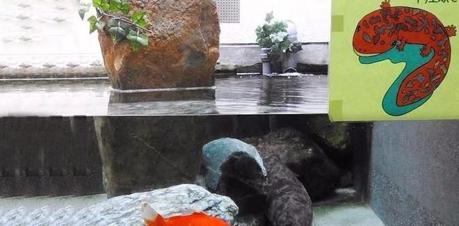 魚缸和金魚勵志故事：《金魚在魚缸里的堅持篇》如何培養孩子的堅持品質 魚缸和金魚勵志故事：《金魚在魚缸里的堅持篇》如何培養孩子的堅持品質 魚缸百科 第1張