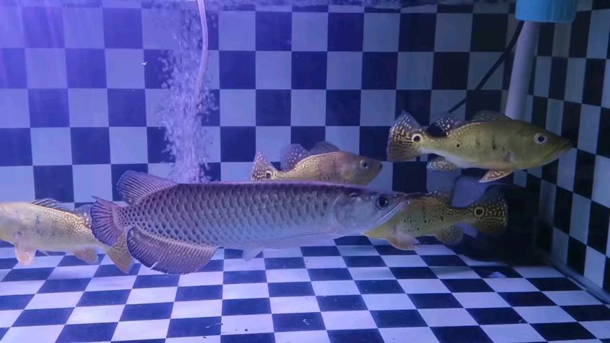 澳洲星點龍和銀龍魚選哪個好 澳洲星點龍和銀龍魚選哪個好 龍魚百科 第7張