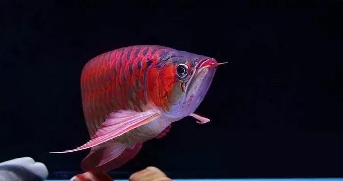 虎鯊可以和龍魚混養(yǎng)么