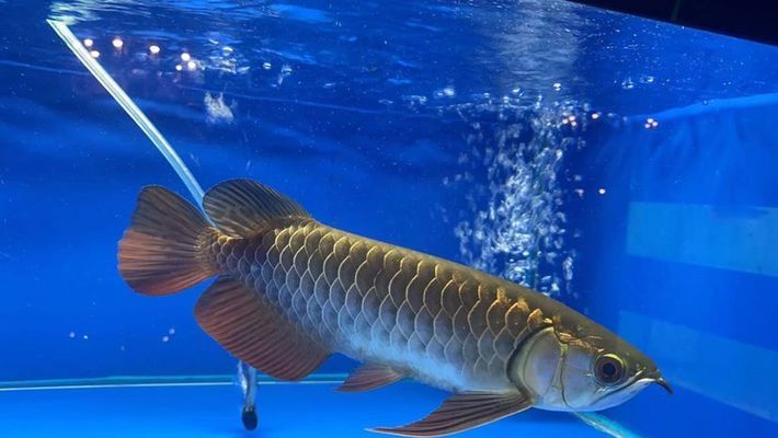 龍魚缸一般多久換一次水，龍魚缸換水的頻率和注意事項 龍魚缸一般多久換一次水，龍魚缸換水的頻率和注意事項 魚缸百科 第2張