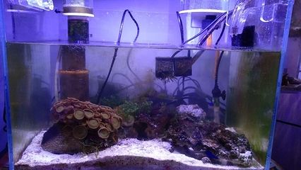 海水觀賞魚的養護技巧海水觀賞魚的養護技巧：海水與淡水生態系統的區別