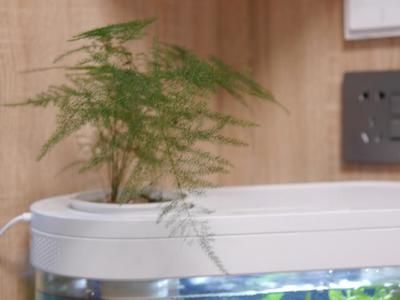 魚缸里養文竹可以嗎:文竹繁殖的詳細步驟,文竹修剪技巧和時機,文竹光照需求的具體條件 魚缸百科 第5張 魚缸里養文竹可以嗎:文竹繁殖的詳細步驟,文竹修剪技巧和時機,文竹光照需求的具體條件 魚缸里養文竹可以嗎:文竹繁殖的詳細步驟,文竹修剪技巧和時機,文竹光照需求的具體條件 魚缸百科 第5張