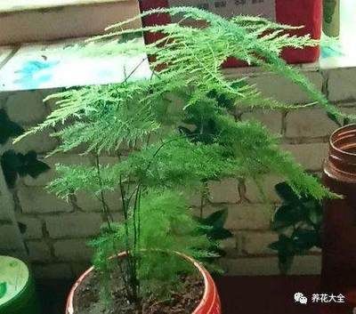 魚缸里養文竹可以嗎:文竹繁殖的詳細步驟,文竹修剪技巧和時機,文竹光照需求的具體條件 魚缸百科 第4張 魚缸里養文竹可以嗎:文竹繁殖的詳細步驟,文竹修剪技巧和時機,文竹光照需求的具體條件 魚缸里養文竹可以嗎:文竹繁殖的詳細步驟,文竹修剪技巧和時機,文竹光照需求的具體條件 魚缸百科 第4張