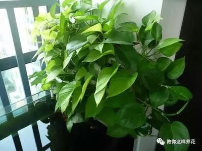 魚缸里養文竹可以嗎:文竹繁殖的詳細步驟,文竹修剪技巧和時機,文竹光照需求的具體條件 魚缸百科 第1張 魚缸里養文竹可以嗎:文竹繁殖的詳細步驟,文竹修剪技巧和時機,文竹光照需求的具體條件 魚缸里養文竹可以嗎:文竹繁殖的詳細步驟,文竹修剪技巧和時機,文竹光照需求的具體條件 魚缸百科 第1張