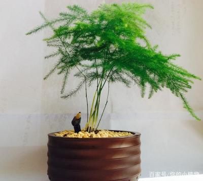 魚缸里養文竹可以嗎:文竹繁殖的詳細步驟,文竹修剪技巧和時機,文竹光照需求的具體條件 魚缸百科 第2張 魚缸里養文竹可以嗎:文竹繁殖的詳細步驟,文竹修剪技巧和時機,文竹光照需求的具體條件 魚缸里養文竹可以嗎:文竹繁殖的詳細步驟,文竹修剪技巧和時機,文竹光照需求的具體條件 魚缸百科 第2張