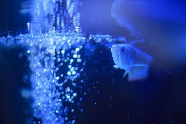 魚缸氧氣泵的使用方法：納米氣盤從魚缸中取出10到15厘米的養(yǎng)魚經(jīng)常用的設(shè)備