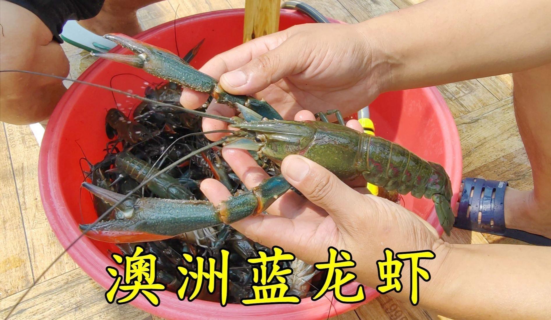 如何判斷澳龍是否新鮮？