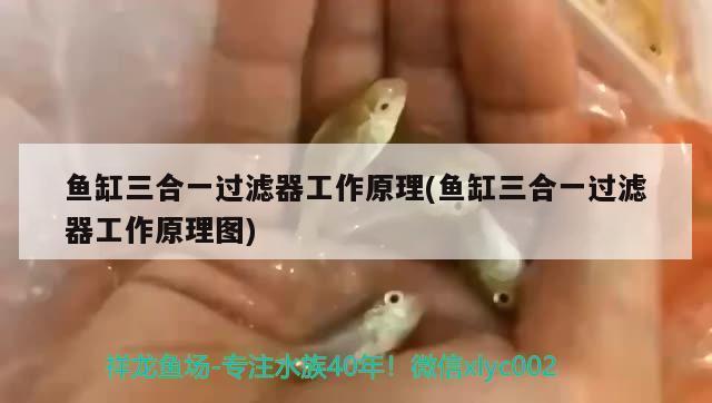 西寧魚缸定做定制（西寧魚缸定做價(jià)格范圍）
