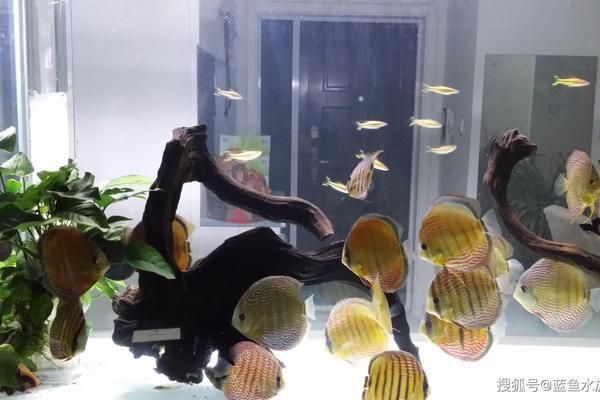 魚缸珊瑚造景過程視頻講解：魚缸珊瑚造景視頻講解詳情