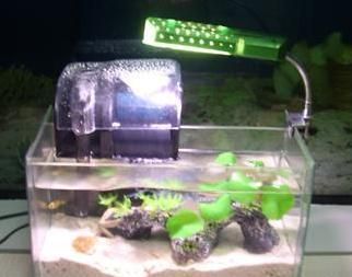 魚缸溶氧量的秘密：魚缸安裝氧氣泵是否為低過濾魚缸安裝氧氣盤取決于魚缸中的溶氧量 魚缸溶氧量的秘密：魚缸安裝氧氣泵是否為低過濾魚缸安裝氧氣盤取決于魚缸中的溶氧量 魚缸百科 第2張