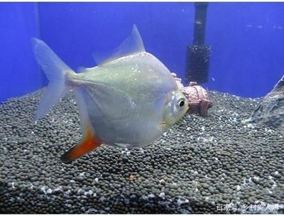 魚缸溶氧量的秘密：魚缸安裝氧氣泵是否為低過濾魚缸安裝氧氣盤取決于魚缸中的溶氧量 魚缸溶氧量的秘密：魚缸安裝氧氣泵是否為低過濾魚缸安裝氧氣盤取決于魚缸中的溶氧量 魚缸百科 第3張