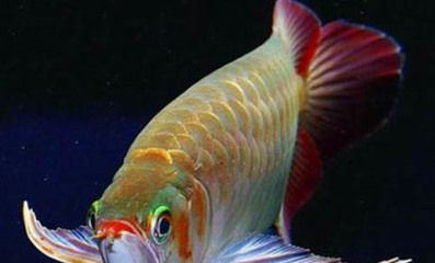 龍魚怎么養(yǎng)殖方法：如何正確給龍魚除氯，龍魚適宜的食物種類，